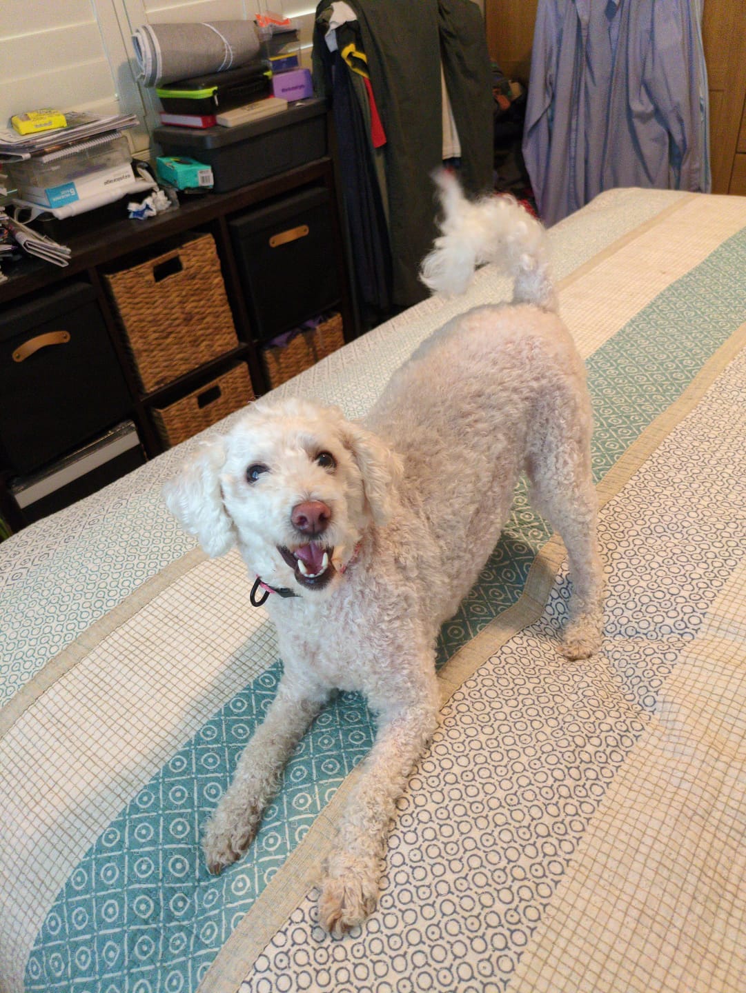 Customer photo review of GroomMate Pet Grooming Kit