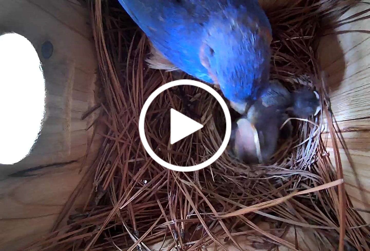 Customer video review of Birdfy Nest Ebony - Wooden Smart Birdhouse