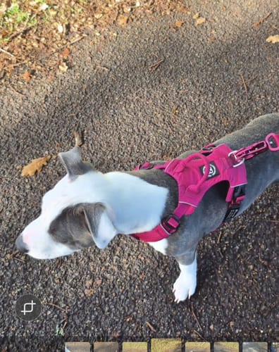 Laura D. review of Air Harness | Anti-Pull & With Handle - Carminerose image 1 out of 2