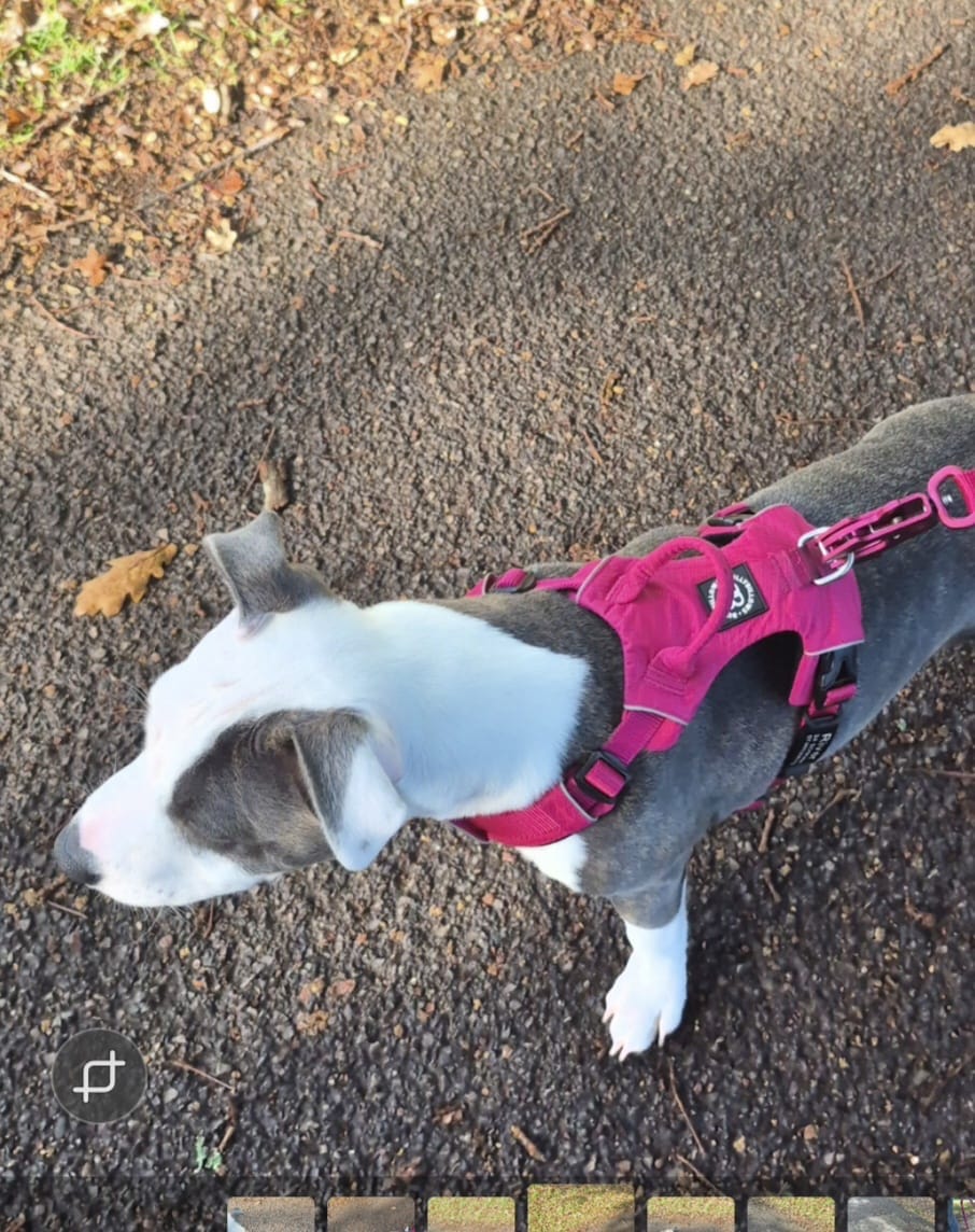 Customer photo review of Air Harness | Anti-Pull & With Handle - Carminerose