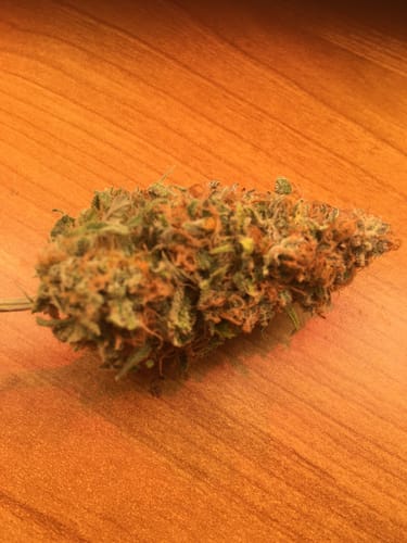 Customer photo review of Hanfstecklinge | Cash Cow