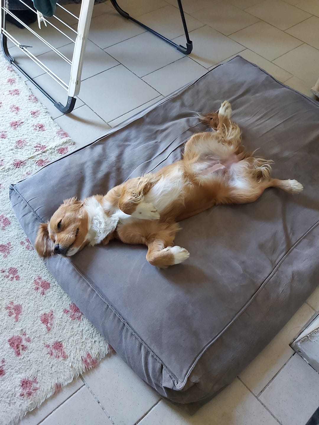 Customer photo review of Croquettes Poulet & Citrouille - Chien Moyenne & Grande race