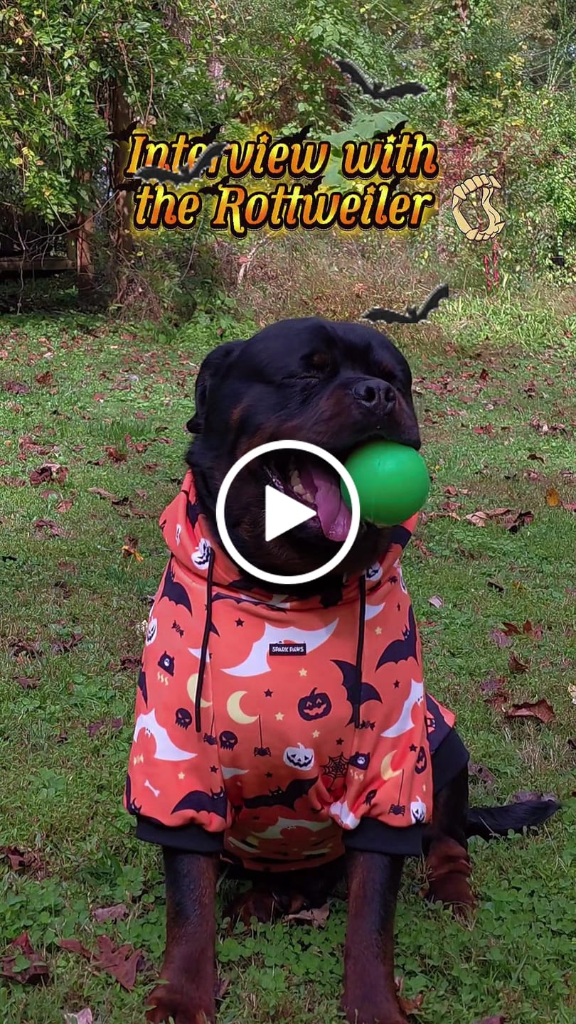 Customer video review of Halloween Dog Hoodie - Orange
