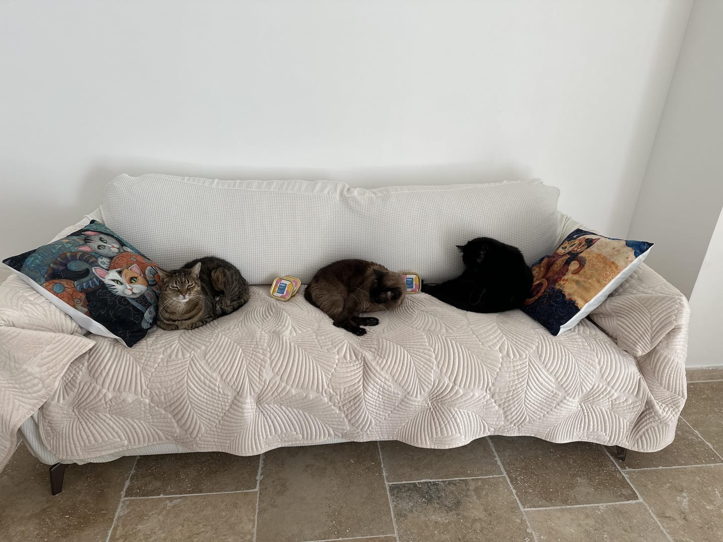 Customer photo review of Pâtée Saumon & Légumes (x16) - Chat