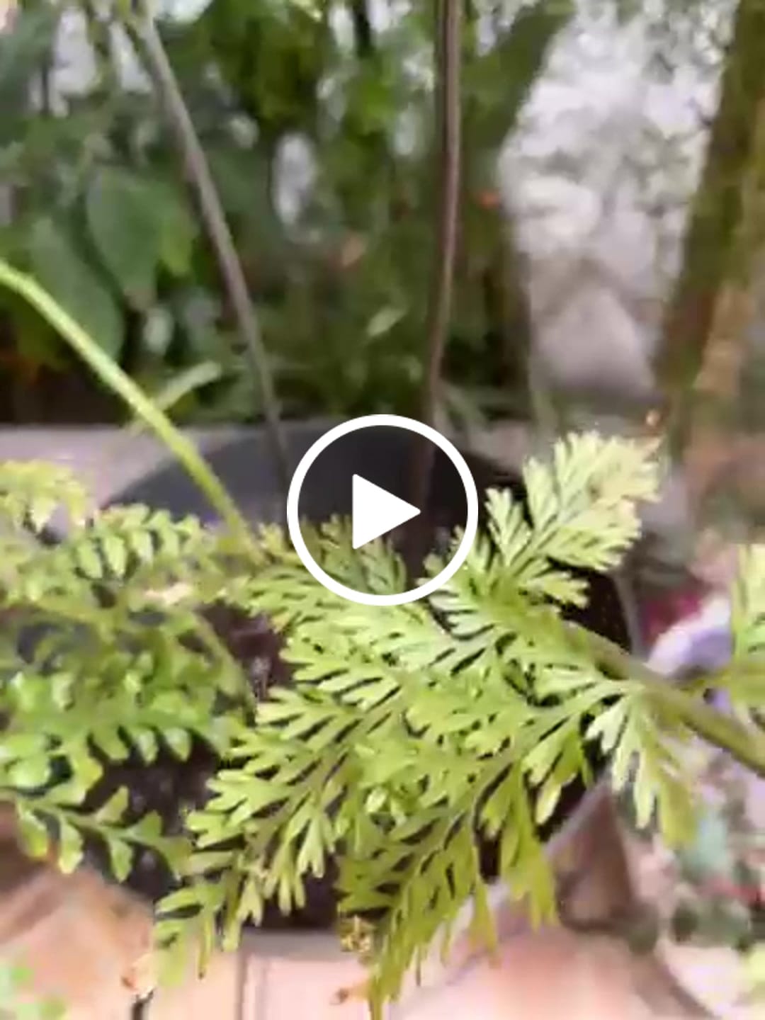 Customer video review of Sustrato Premium Huertos y Jardines – 20 y 40 L