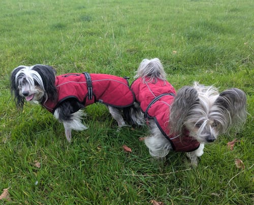 Customer photo review of Minot Quilted Winter Dog Coats with Harness Hole