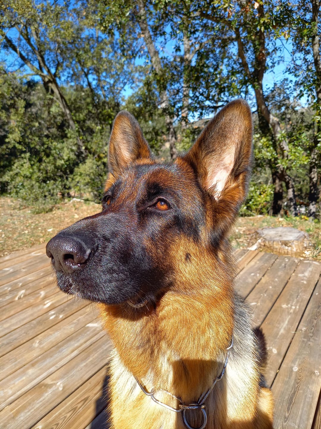 Customer photo review of Friandises Hygiène Dentaire - Chien