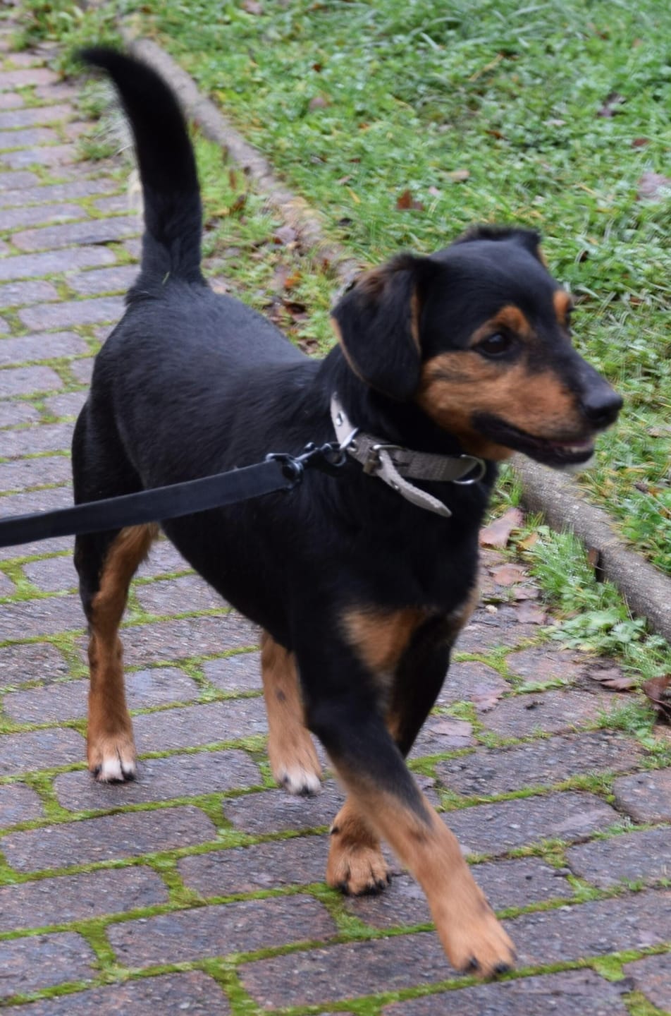 Customer photo review of Croquettes Poulet & Citrouille - Chien Petite Race