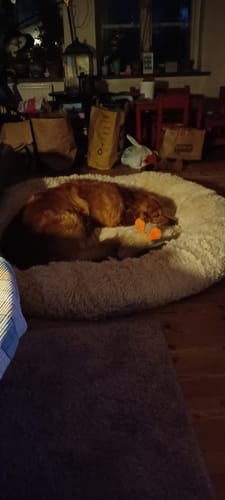 Customer photo review of CalmBed: En skön hundbädd där hunden sover djupare