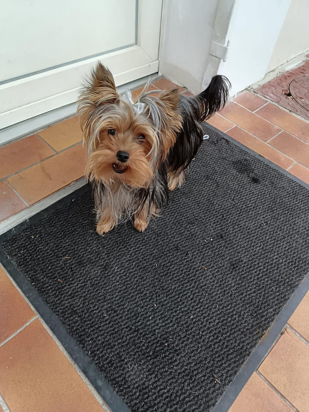 Customer photo review of Croquettes Poulet & Petit Pois - Chien Petite Race
