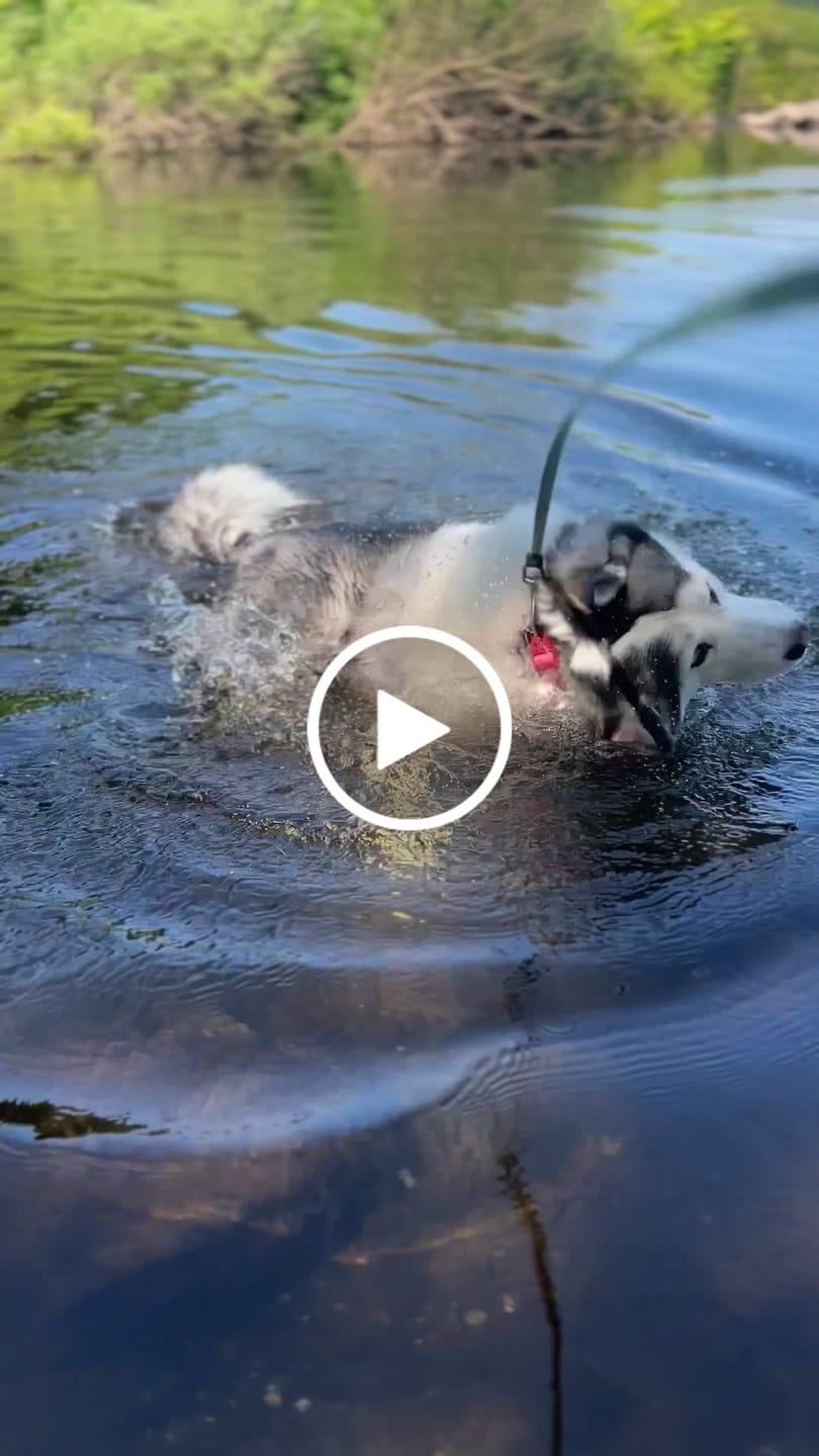 Customer video review of DNA Test Erbkrankheiten Hund