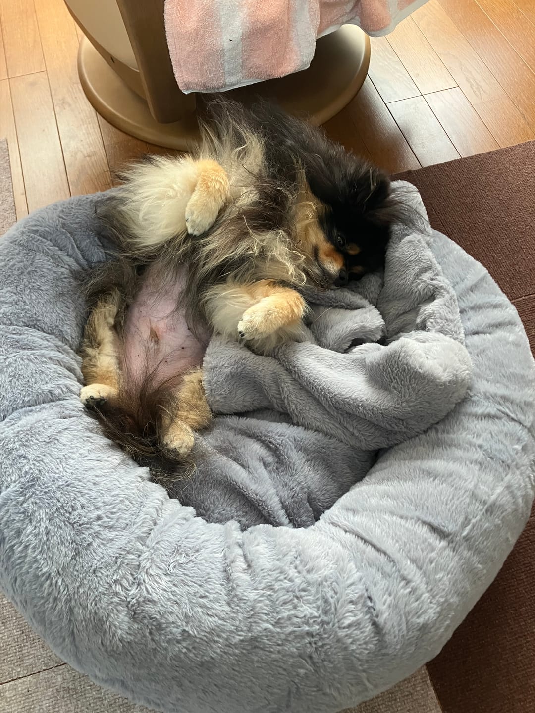 Customer photo review of マイラ 日本製クッションベッド