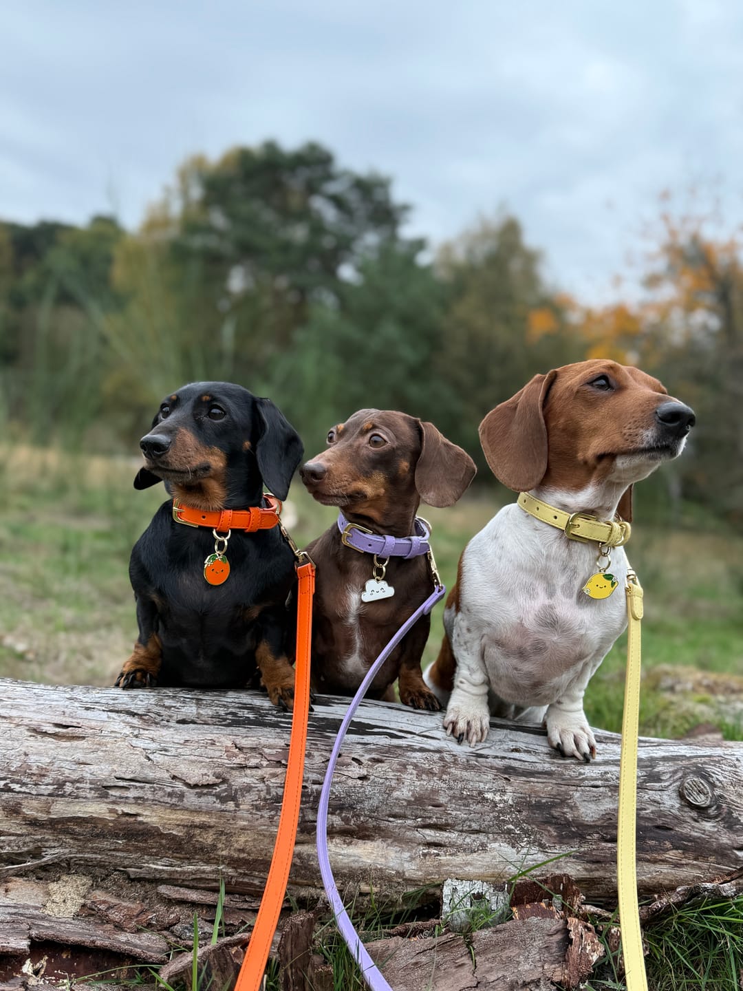Customer photo review of Lavender Dog Collar