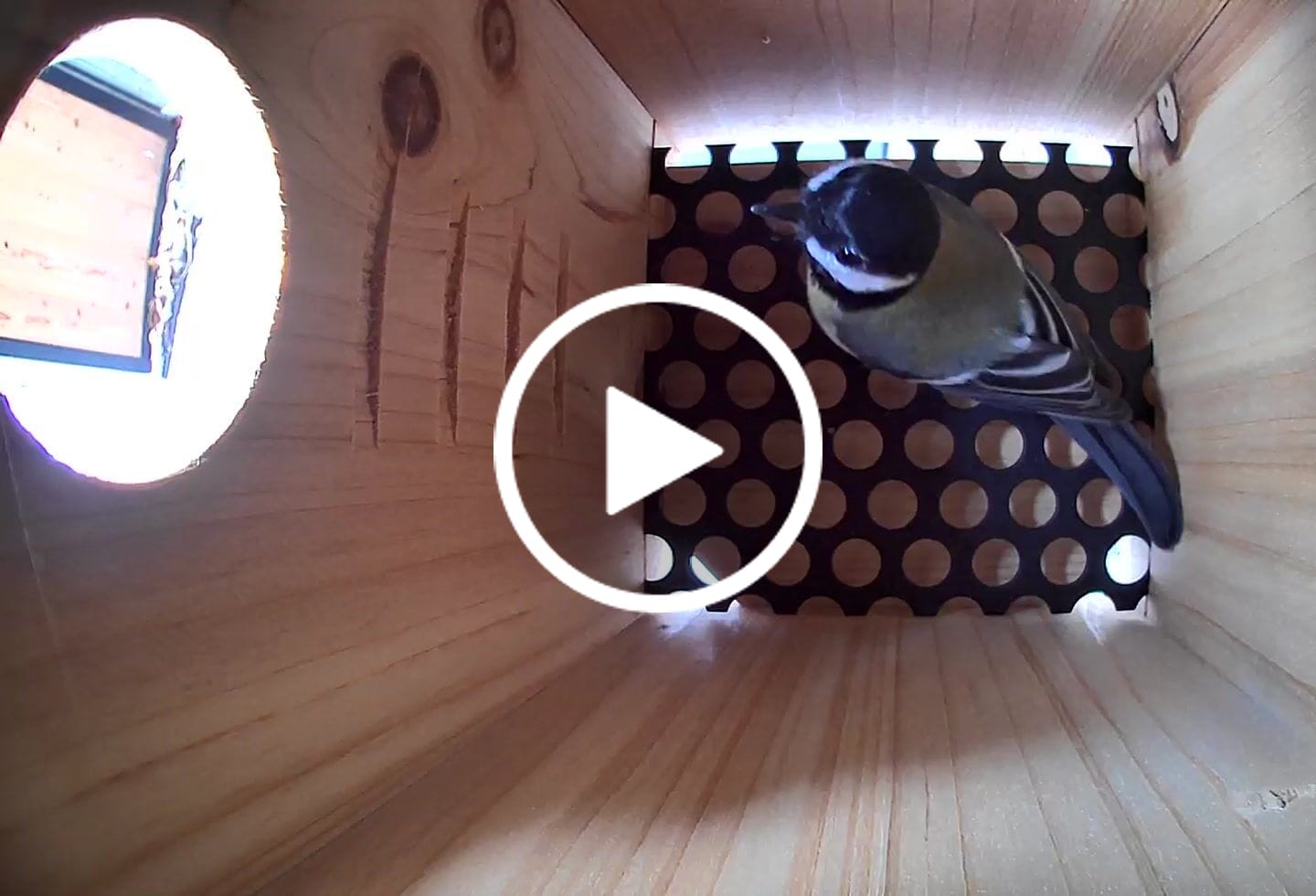 Customer video review of Birdfy Nest Ebony - Wooden Smart Birdhouse