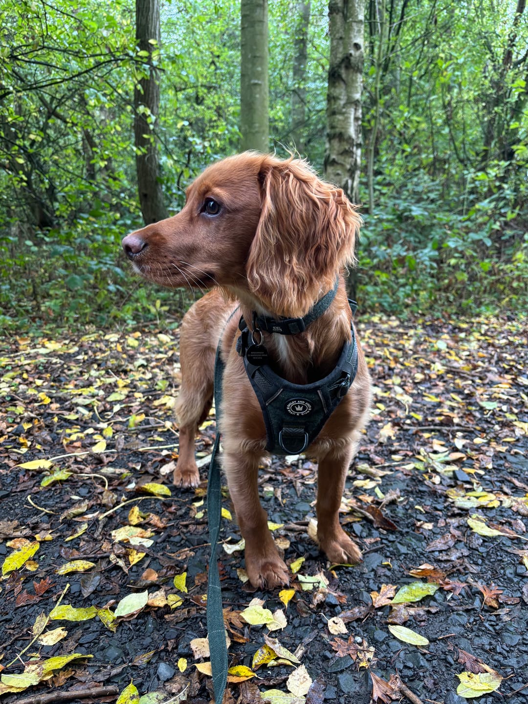 Customer photo review of Trail & Glow® Dog Harness Bundle Set - Forest Tweed