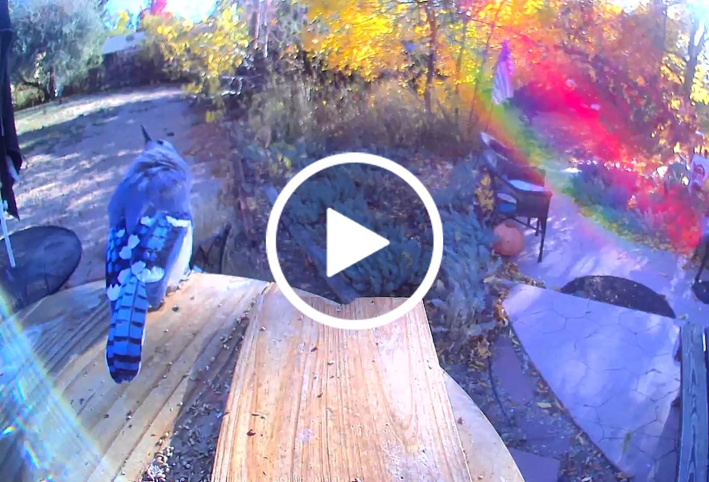 Customer video review of Birdfy Nest Ebony - Wooden Smart Birdhouse