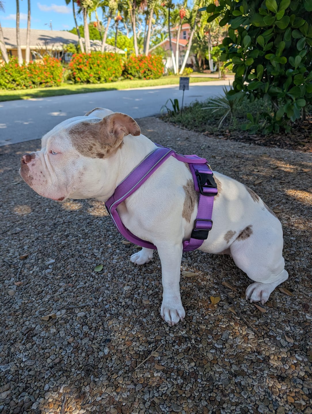 Customer photo review of Slip on Harness | Foam Padded - Purple