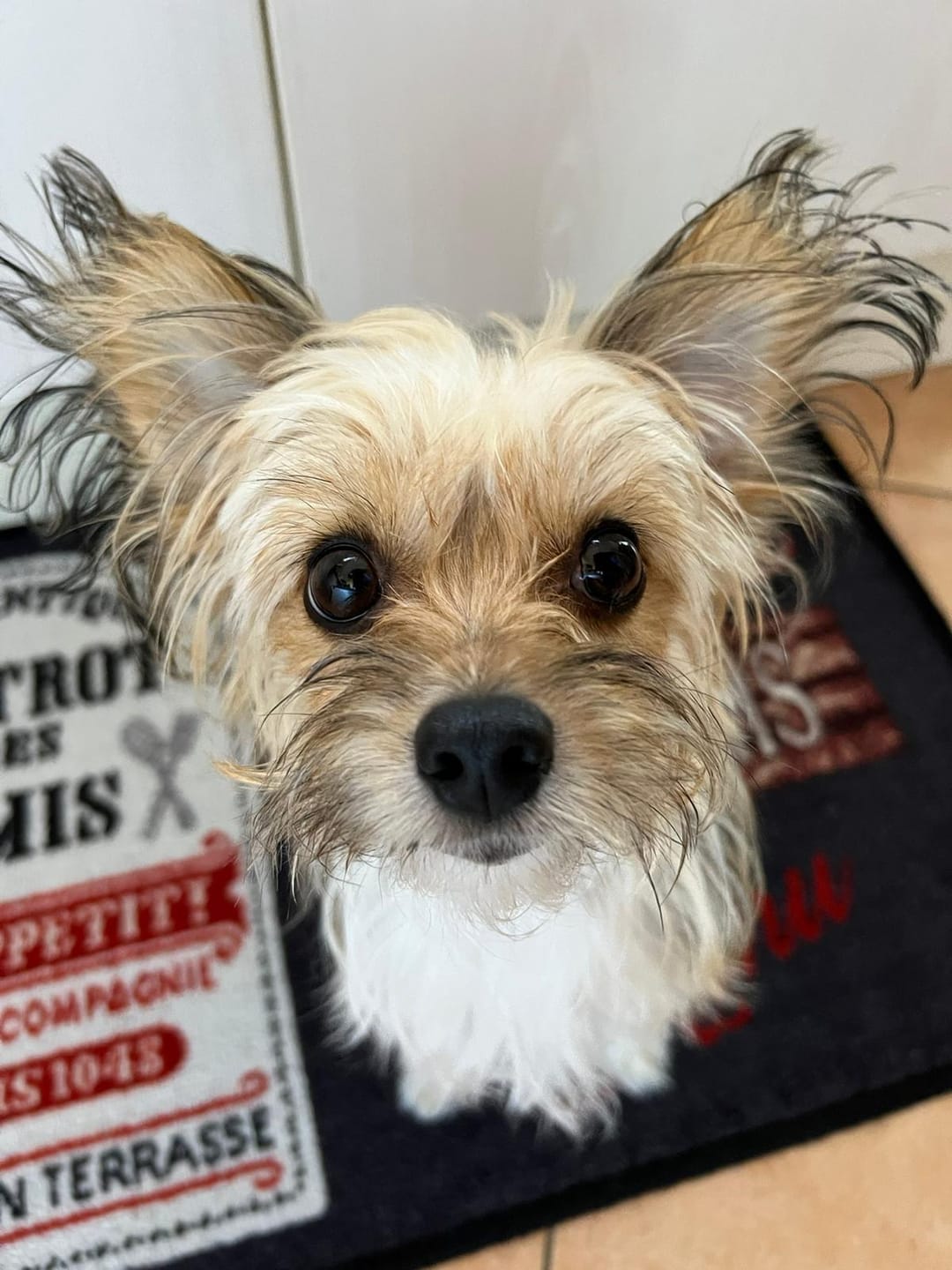 Customer photo review of Pâtée Boeuf & Légumes (x9) - Chien