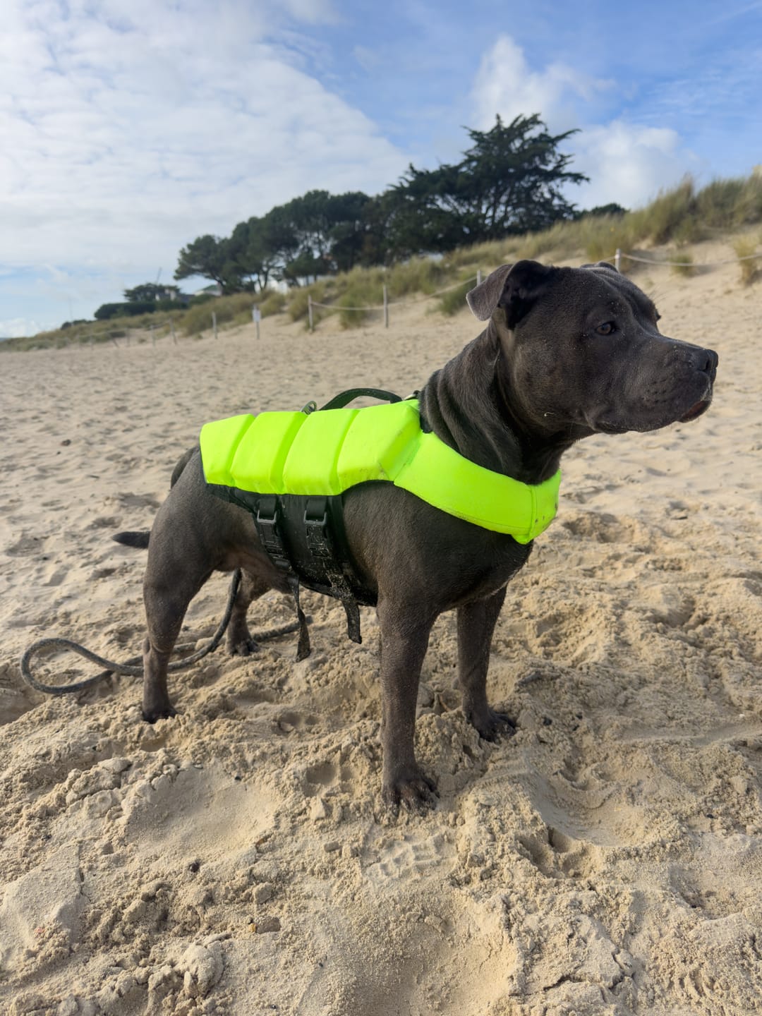 Customer photo review of Staffordshire Bull Terrier 1935® Life Jacket - Neon Green