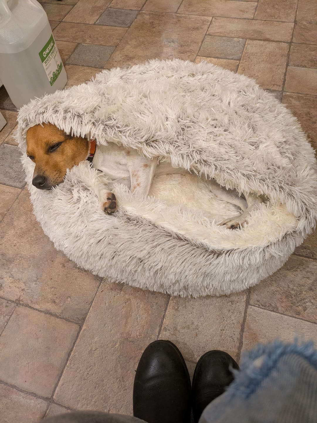 Customer photo review of Burrow Buddy™ - Pet Bed