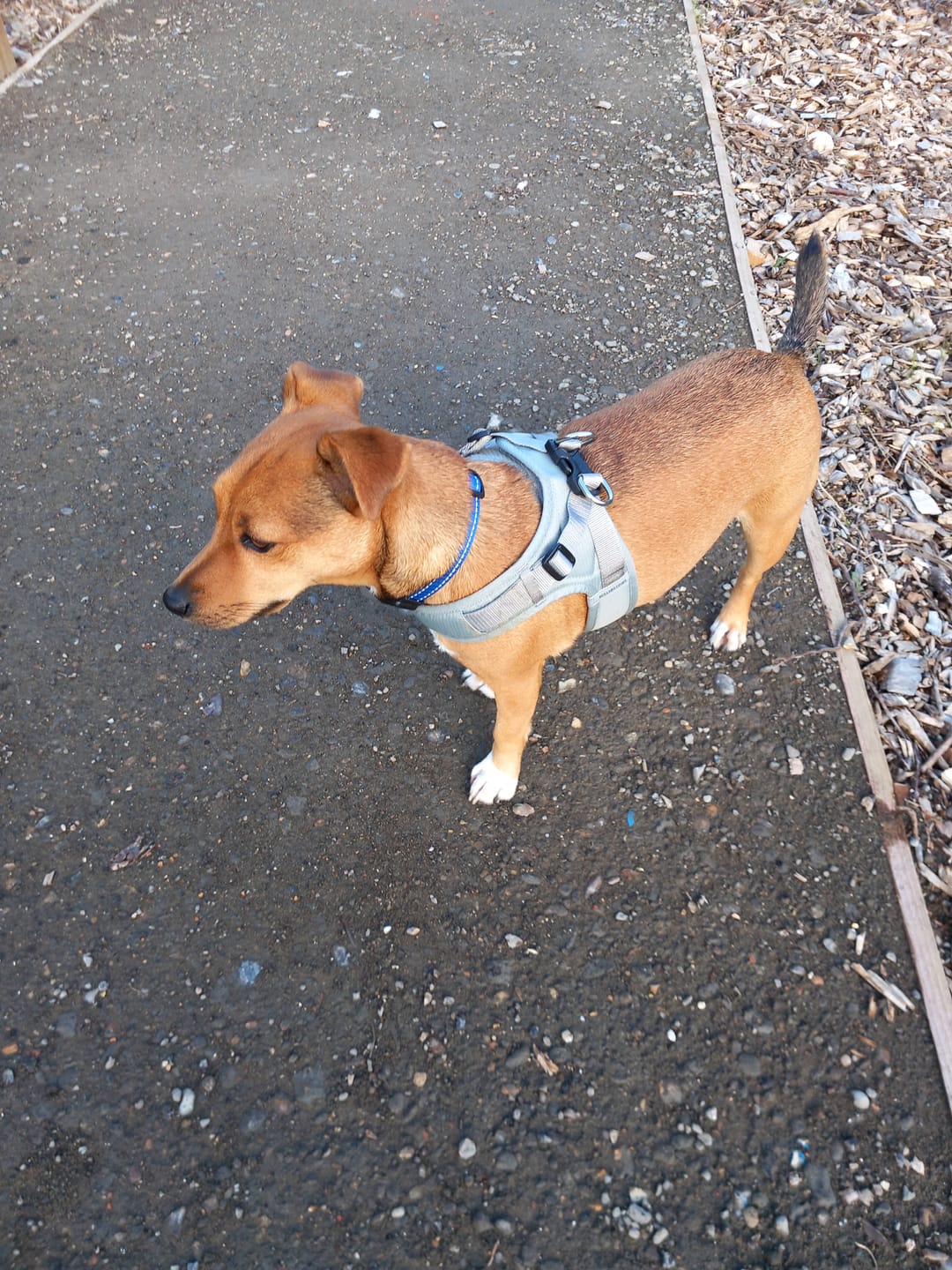 Customer photo review of Boomerang Harness - XS-M Breeds - Grey