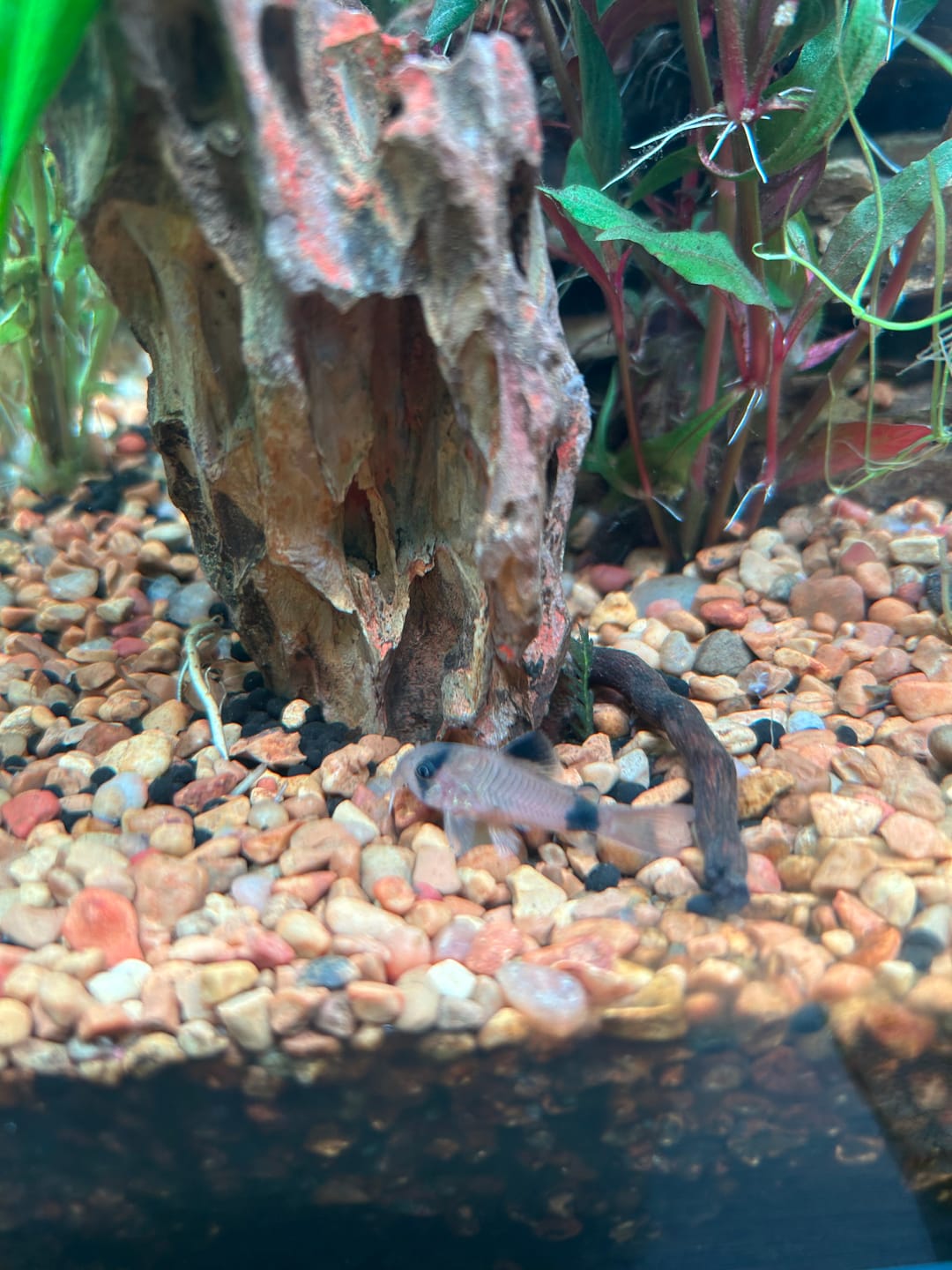 Customer photo review of Panda Cory Catfish