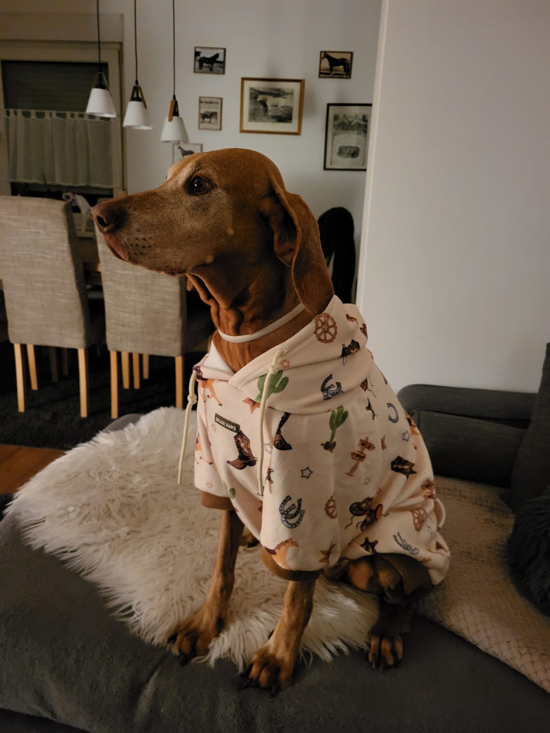 Customer photo review of Rodeo Dog Hoodie