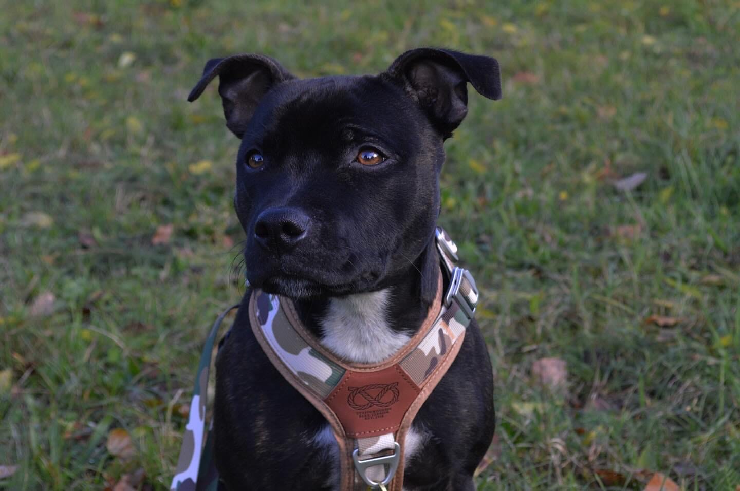 Customer photo review of Staffordshire Bull Terrier 1935® Harness & Leash Set - Sand Camo