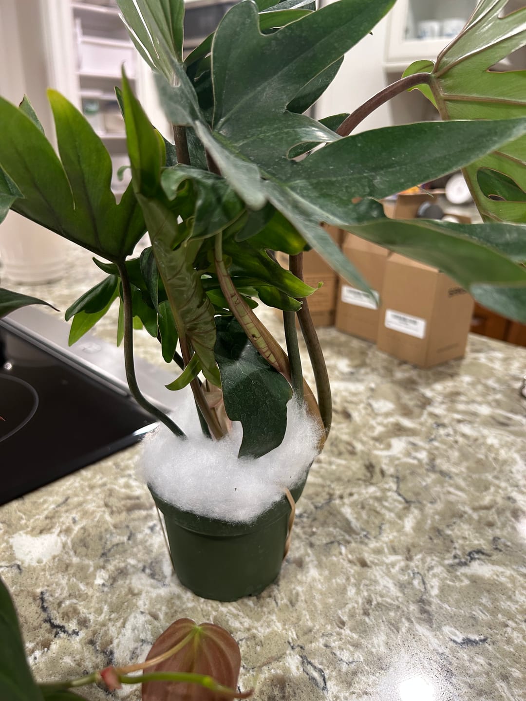 Customer photo review of Philodendron mayoi