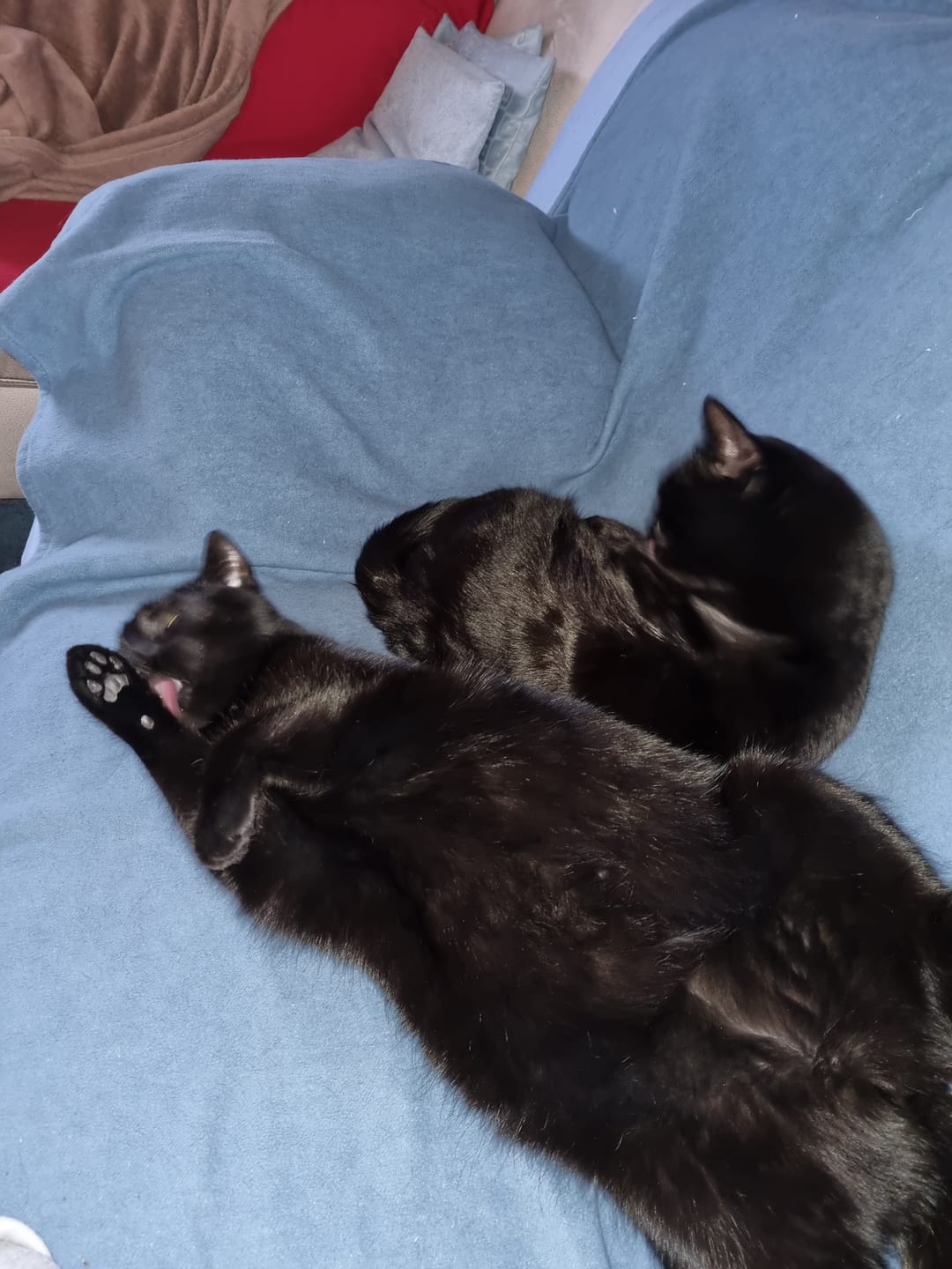 Customer photo review of Wurmtest Pro Katze