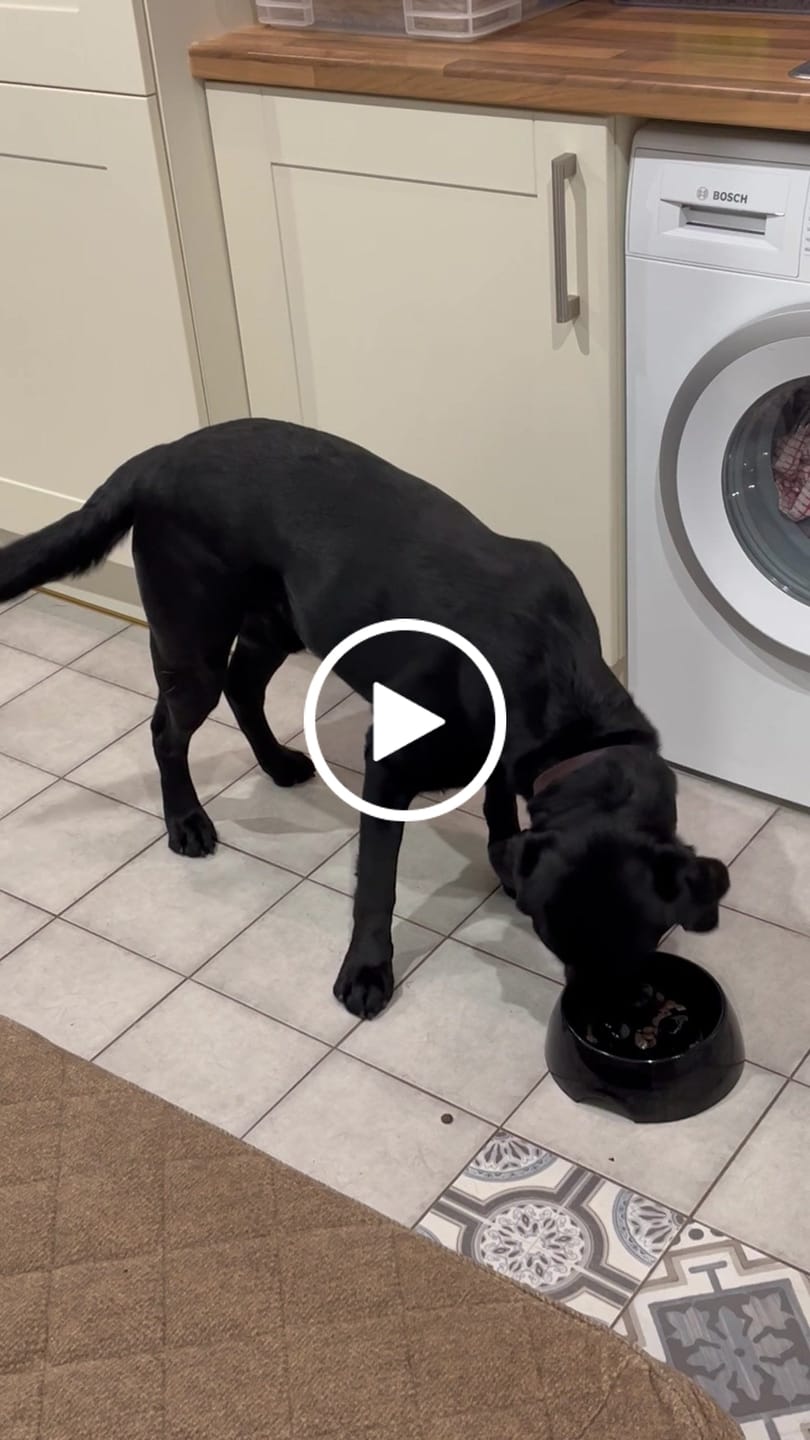 Customer video review of British Venison Dry Food