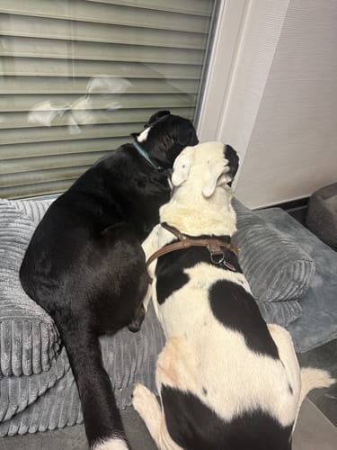 Customer photo review of Belune Hundecouch Deluxe