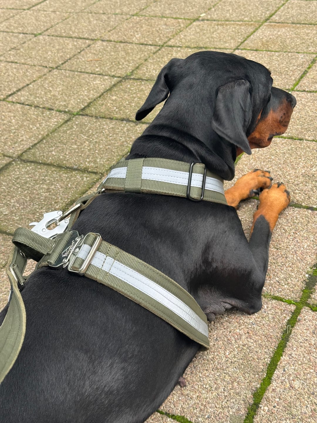 Customer photo review of Easy Walk Extreme Safe Khaki - Sele med reflex & snabbspänne