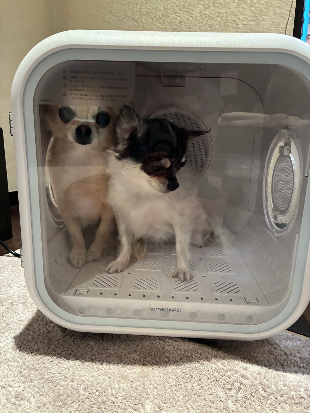 Customer photo review of homerunPET Dryboシリーズ ペットドライヤーハウス（50L・62L）