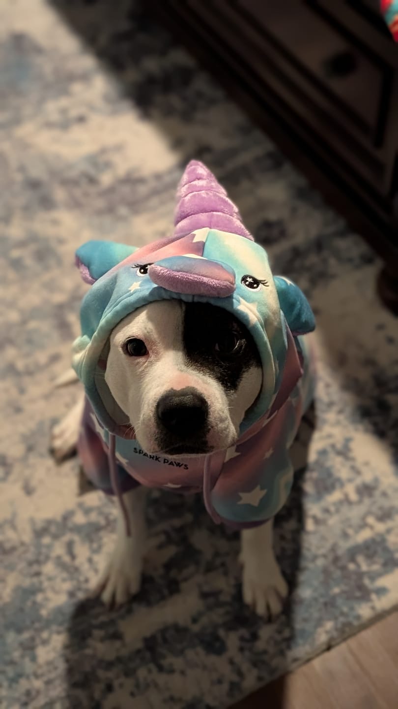Customer photo review of Halloween Dog Hoodie - Unicorn