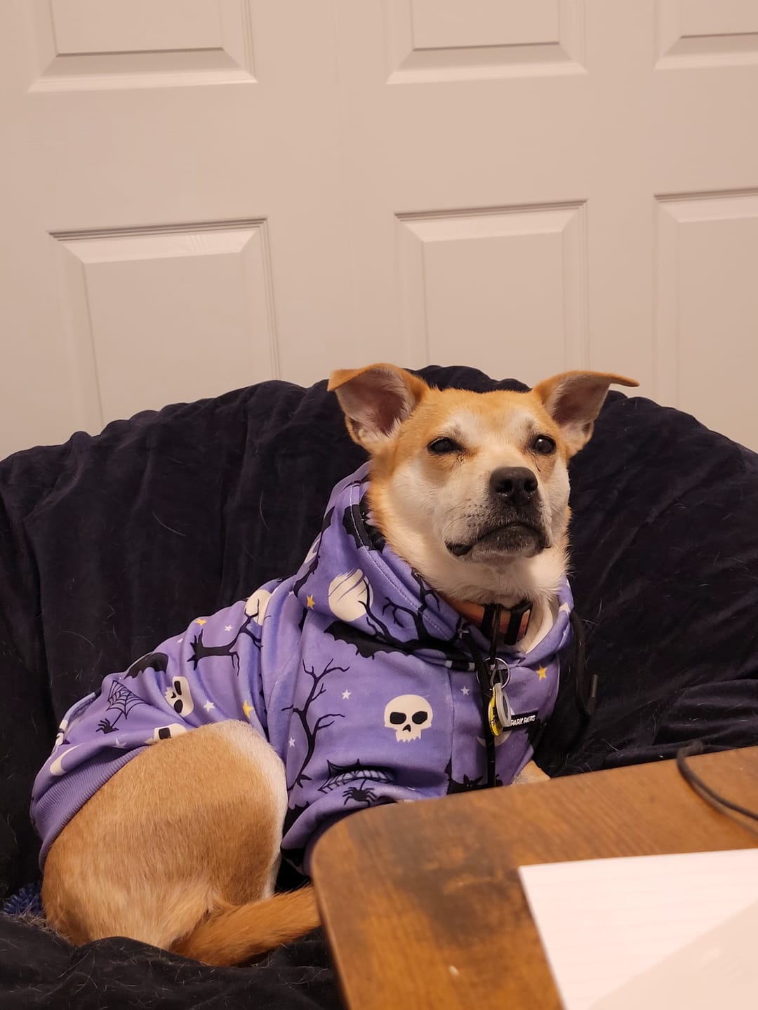 Customer photo review of Halloween Dog Hoodie - Purple