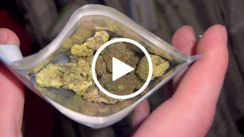 Customer video review of Tiger's Milk THCA Flower