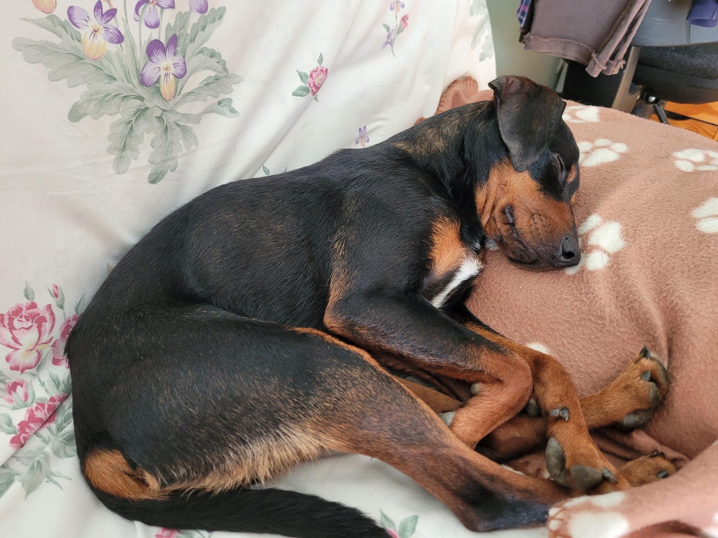 Customer photo review of Croquettes Poulet & Citrouille - Chien Petite Race