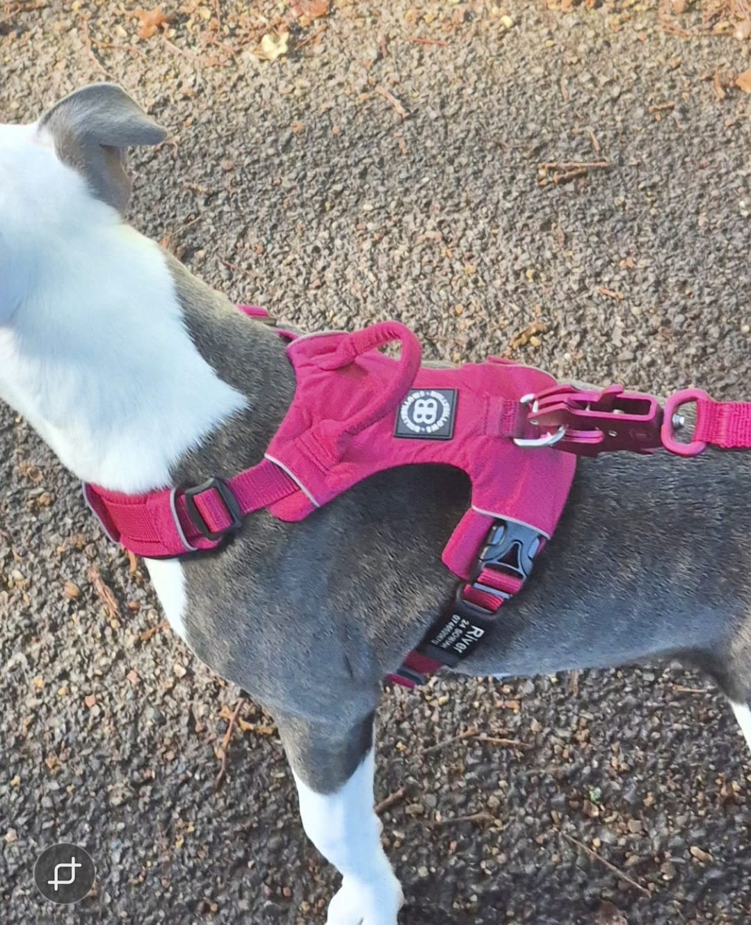 Customer photo review of Dog ID Attachment Tag (8 Colour Choices)