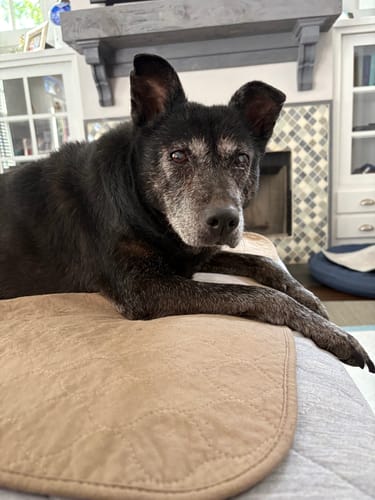 Customer photo review of Potty Buddy™ - The Durable Leak-Free Potty Pads