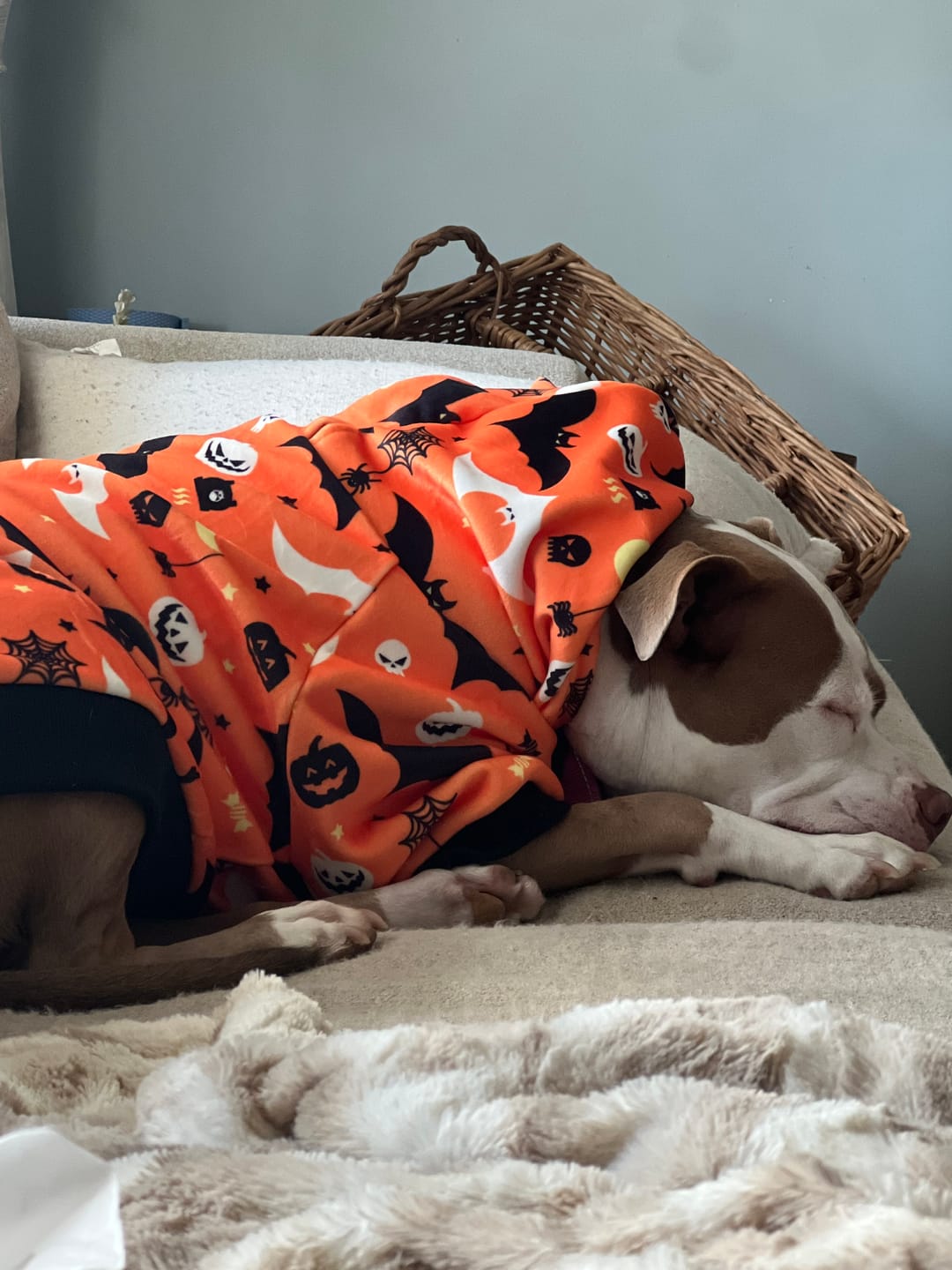 Customer photo review of Halloween Dog Hoodie - Orange