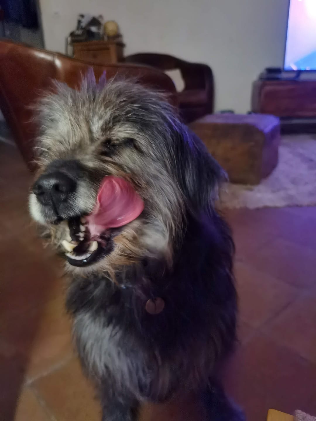 Customer photo review of Croquettes Volaille & Légumes - Chien Sénior