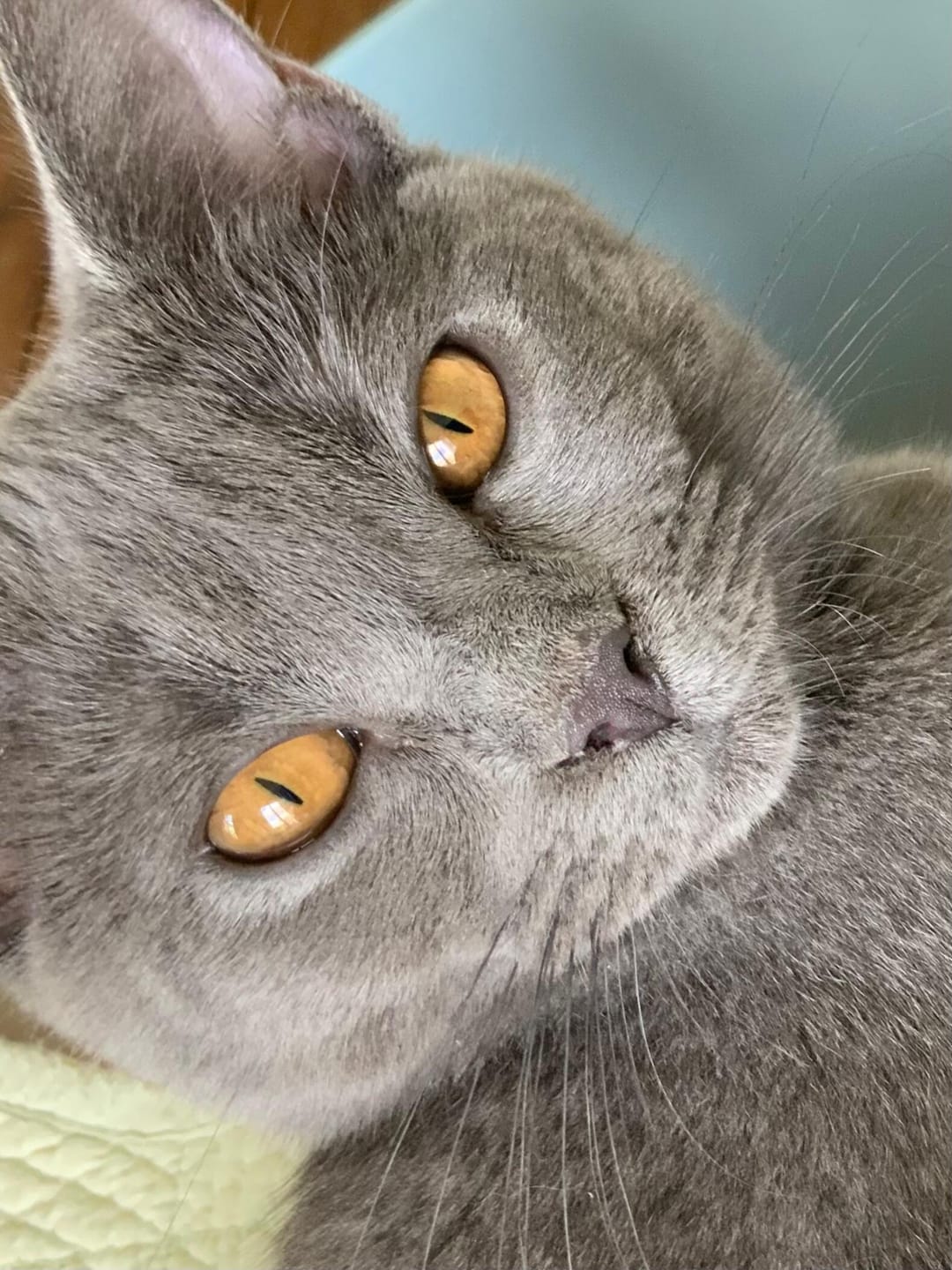 Customer photo review of Pâtée Volaille & Légumes (x16) - Chat