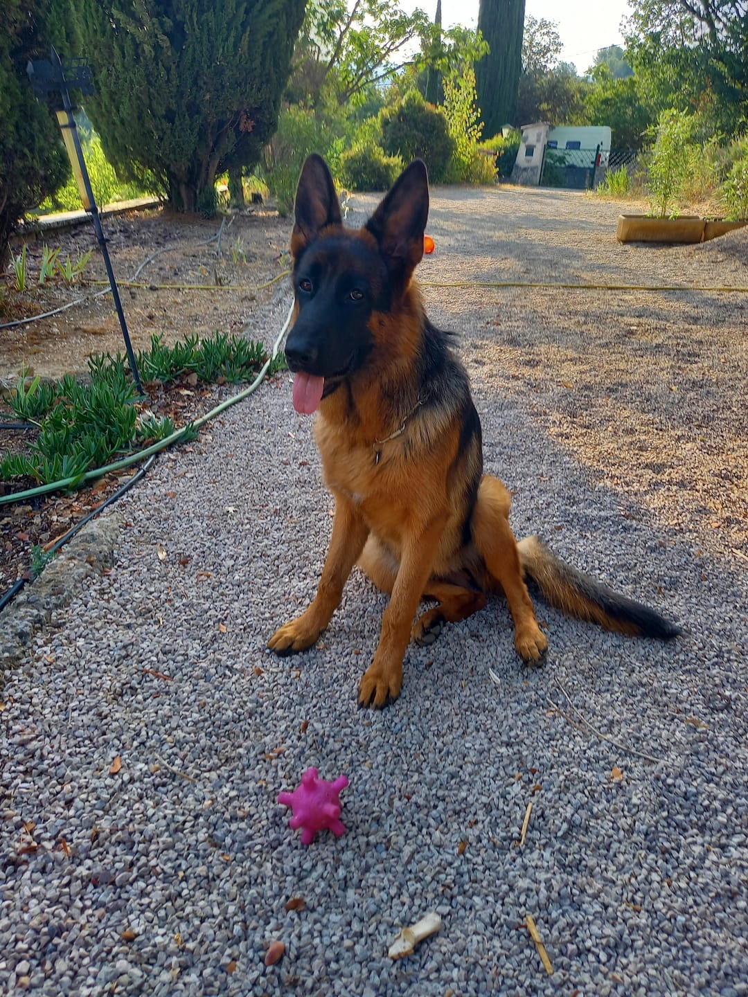 Customer photo review of Pâtée Volaille Fraîche & Légumes (x9) - Chien