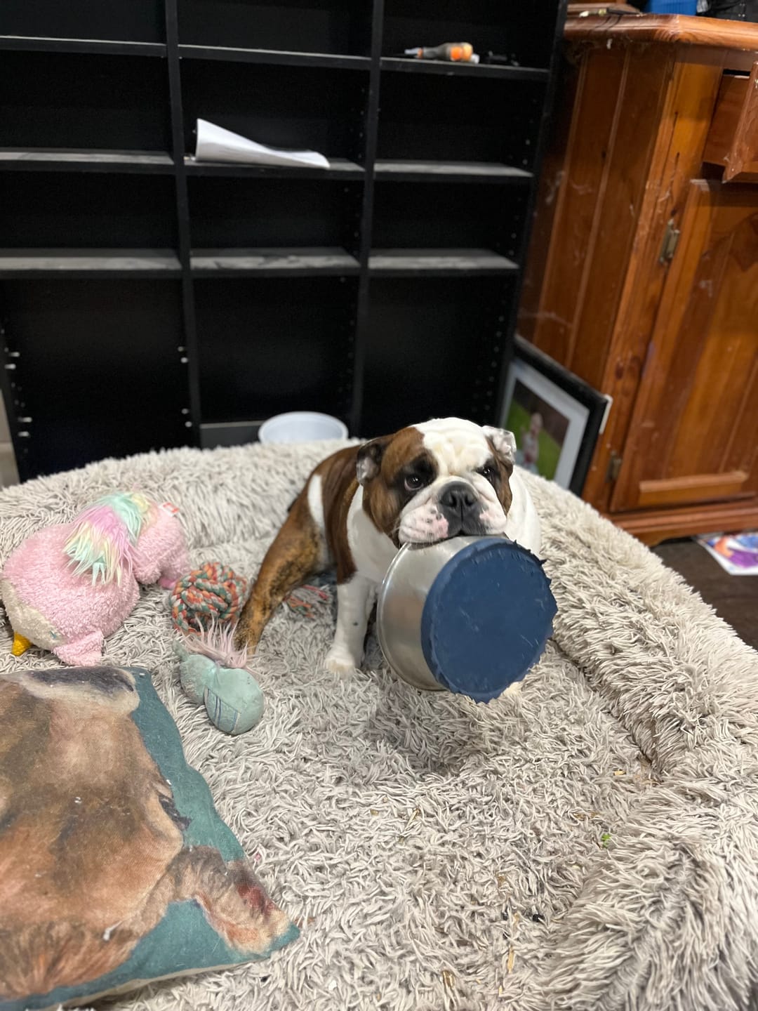 Customer photo review of Pet Orthopaedic Bed