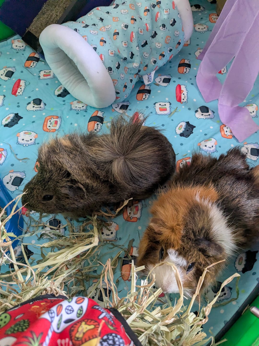 Customer photo review of Sushi Snuggles Fleece Liner for C&C Ozzy Cages