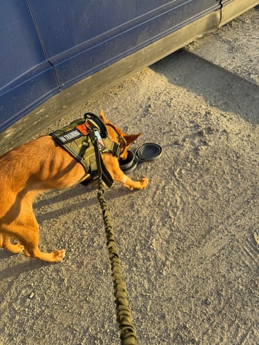 Customer photo review of NEW Upgraded Tactical No-Pull Team K9™ Dog Harness with 4 Quick-Release Metal Buckles, Reinforced Front & Back D-Rings, Hook & Loop Panels, Adjustable Straps, Reflective Strips, & Top Handle