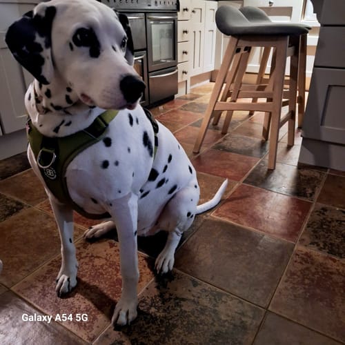 Olha B. review of Anti Pull Hurricane Harness Lighter | With Handle - Olive Green image 1 out of 2