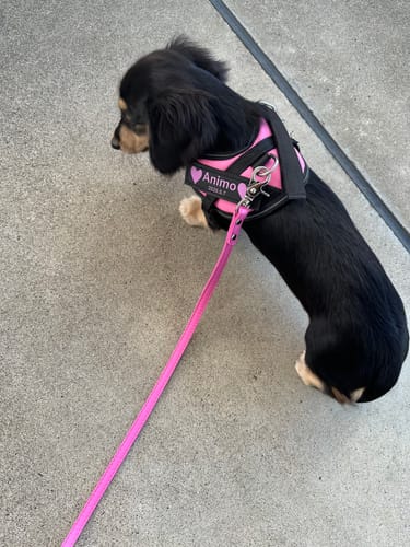 Customer photo review of FunFunPet 高機能ハーネス（お名前タグ作成サービス付き）