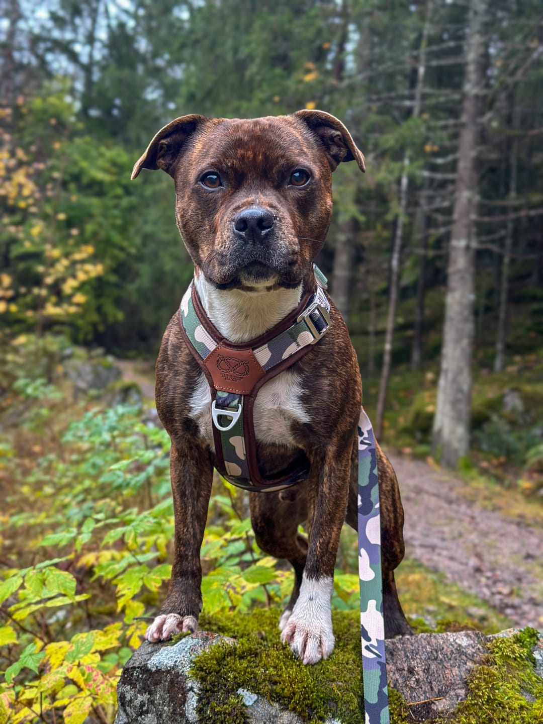 Customer photo review of Staffordshire Bull Terrier 1935® Harness & Leash Set - Classic Camo & Choco